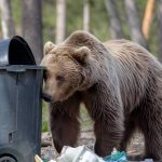 How to safely purify and store water while traveling in the wild