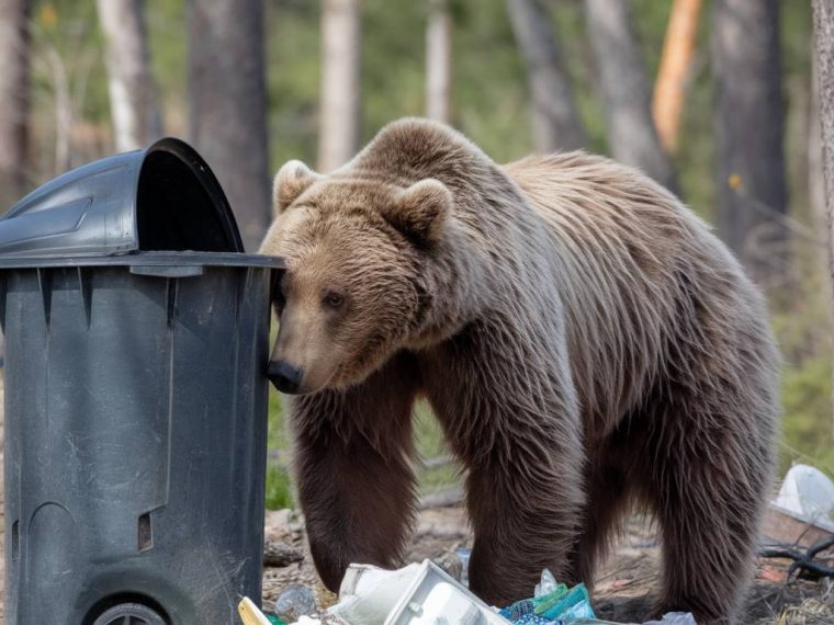 How to handle food storage to keep wildlife away