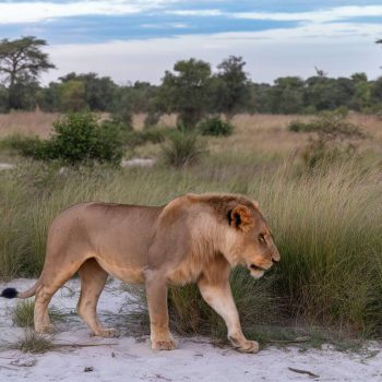 Best African safari destinations: top 5 experiences in Africa